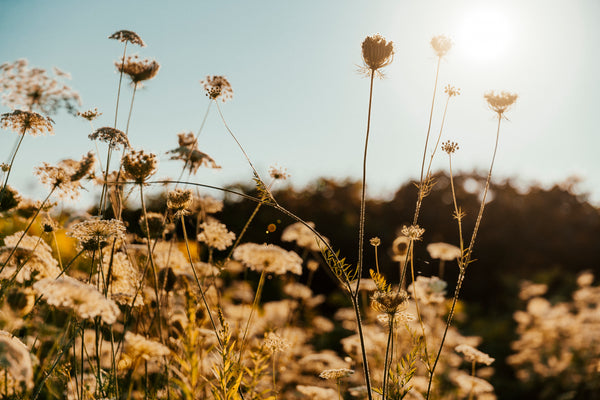 Outdoor & Floral